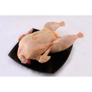 Pollo