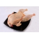 Pollo